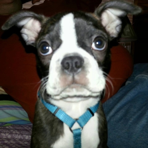 ciscopuppy1